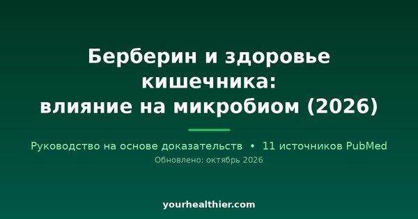 Берберин и здоровье кишечника: влияние на микробиом (2026)