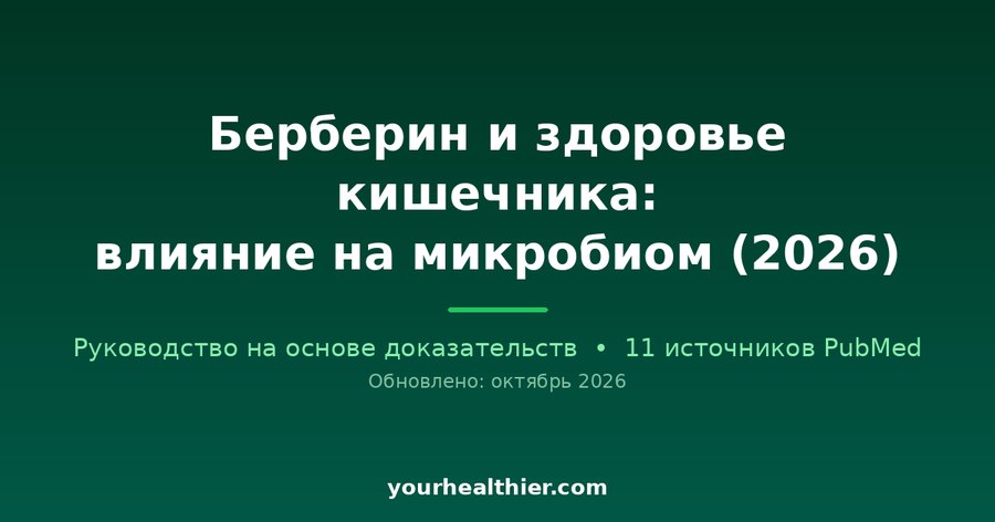 Берберин и здоровье кишечника: влияние на микробиом (2026)