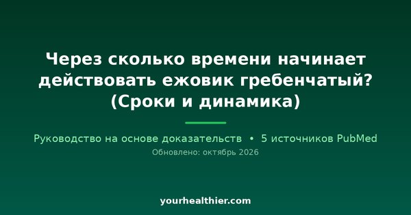 Через сколько времени начинает действовать ежовик гребенчатый? (Сроки и динамика)
