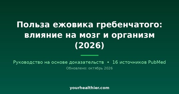 Польза ежовика гребенчатого: влияние на мозг и организм (2026)