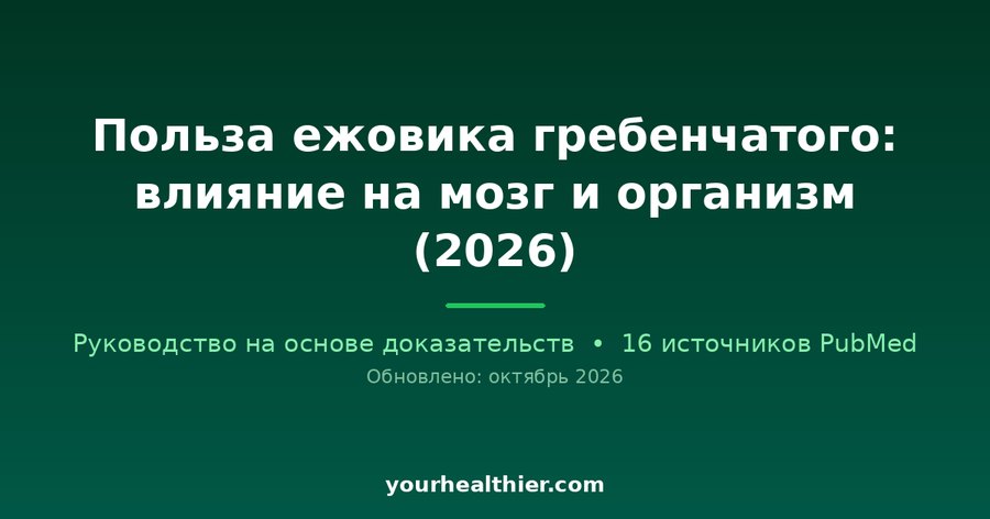 Польза ежовика гребенчатого: влияние на мозг и организм (2026)