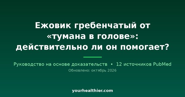 Ежовик гребенчатый от «тумана в голове»: действительно ли он помогает?