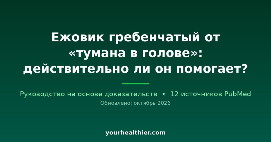 Ежовик гребенчатый от «тумана в голове»: действительно ли он помогает?