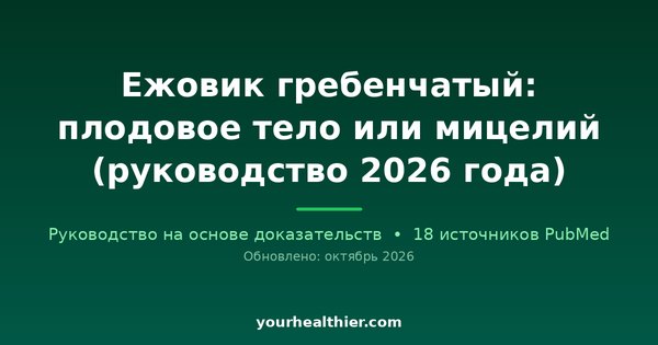 Ежовик гребенчатый: плодовое тело или мицелий (руководство 2026 года)