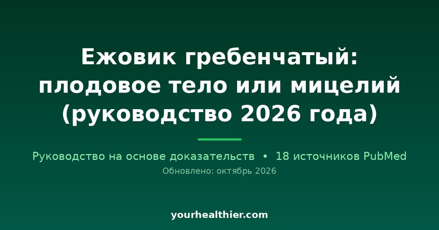 Ежовик гребенчатый: плодовое тело или мицелий (руководство 2026 года)