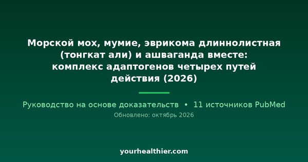 Морской мох, мумие, эврикома длиннолистная (тонгкат али) и ашваганда вместе: комплекс адаптогенов четырех путей действия (2026)