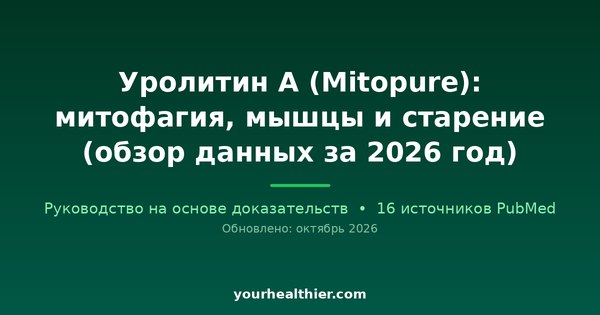Уролитин А (Mitopure): митофагия, мышцы и старение (обзор данных за 2026 год)