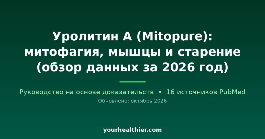Уролитин А (Mitopure): митофагия, мышцы и старение (обзор данных за 2026 год)